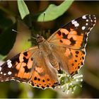 Distelfalter auf Schmetterlingsflieder