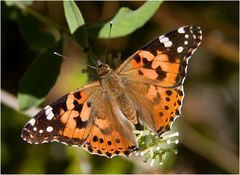 Distelfalter auf Schmetterlingsflieder