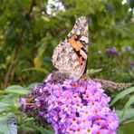 Distelfalter auf Schmetterlingsflieder