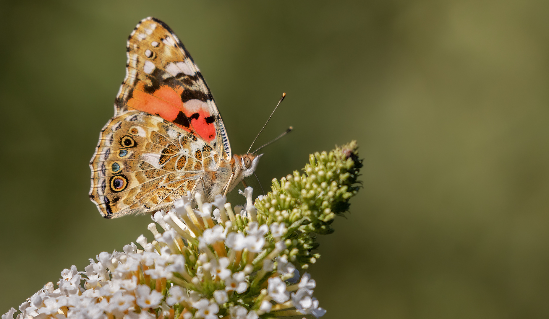 Distelfalter auf Sommerflieder 001