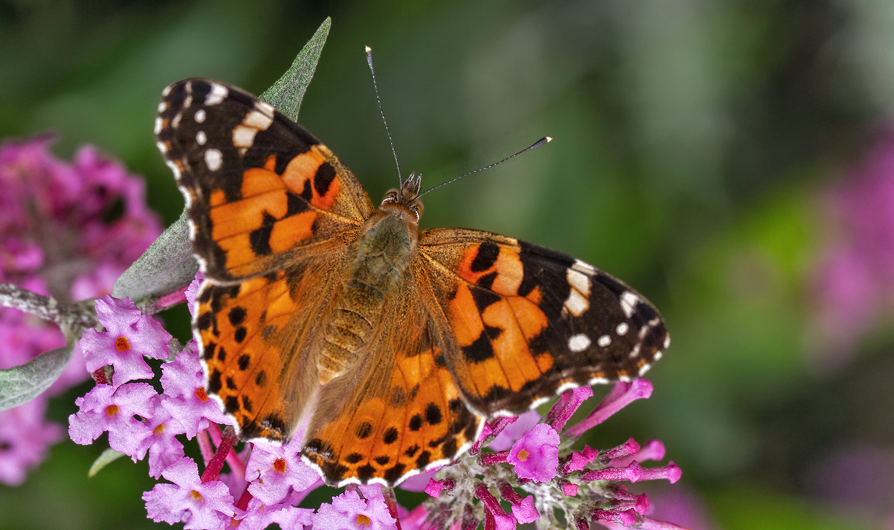 Distelfalter auf Sommerflieder 001 