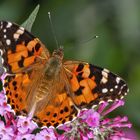 Distelfalter auf Sommerflieder 001 