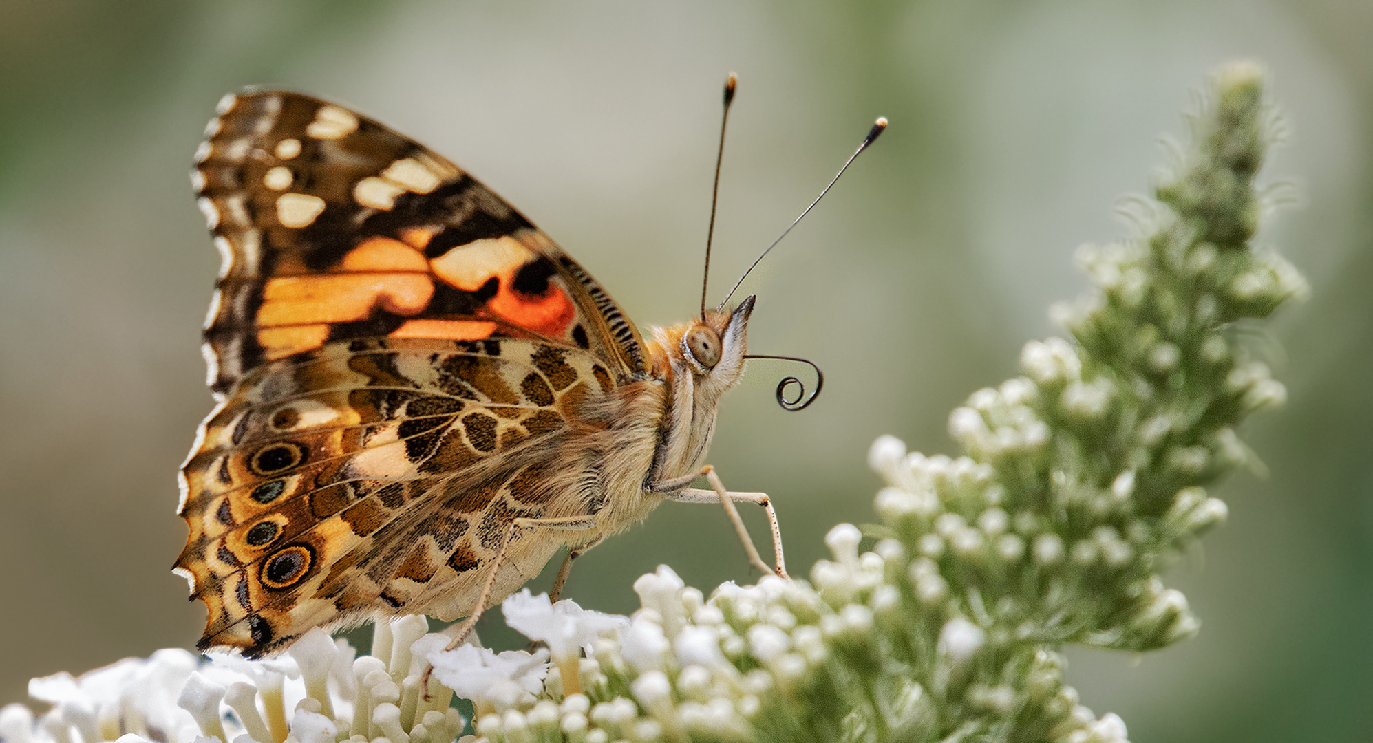 Distelfalter auf Sommerflieder 002 