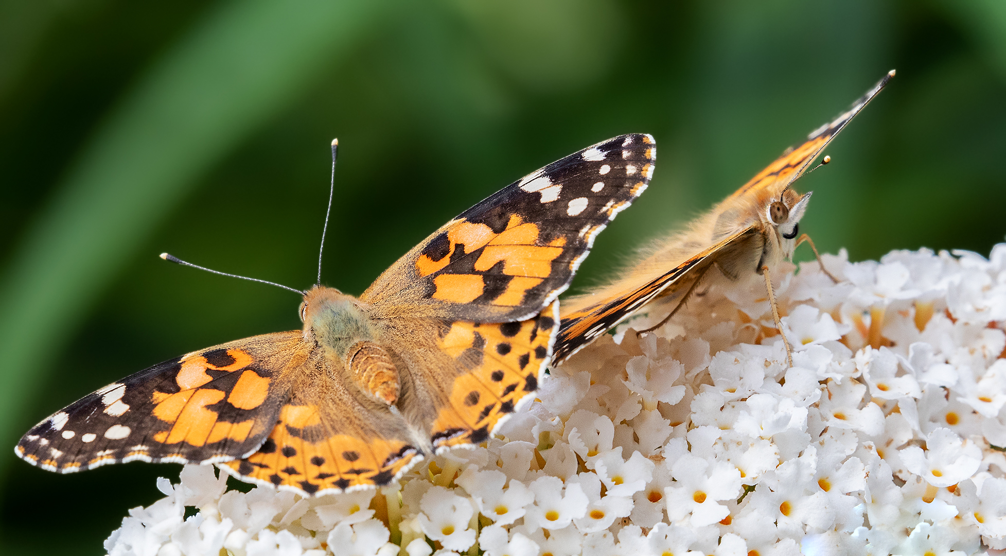 Distelfalter auf Sommerflieder 003 