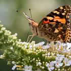 Distelfalter auf Sommerflieder 004