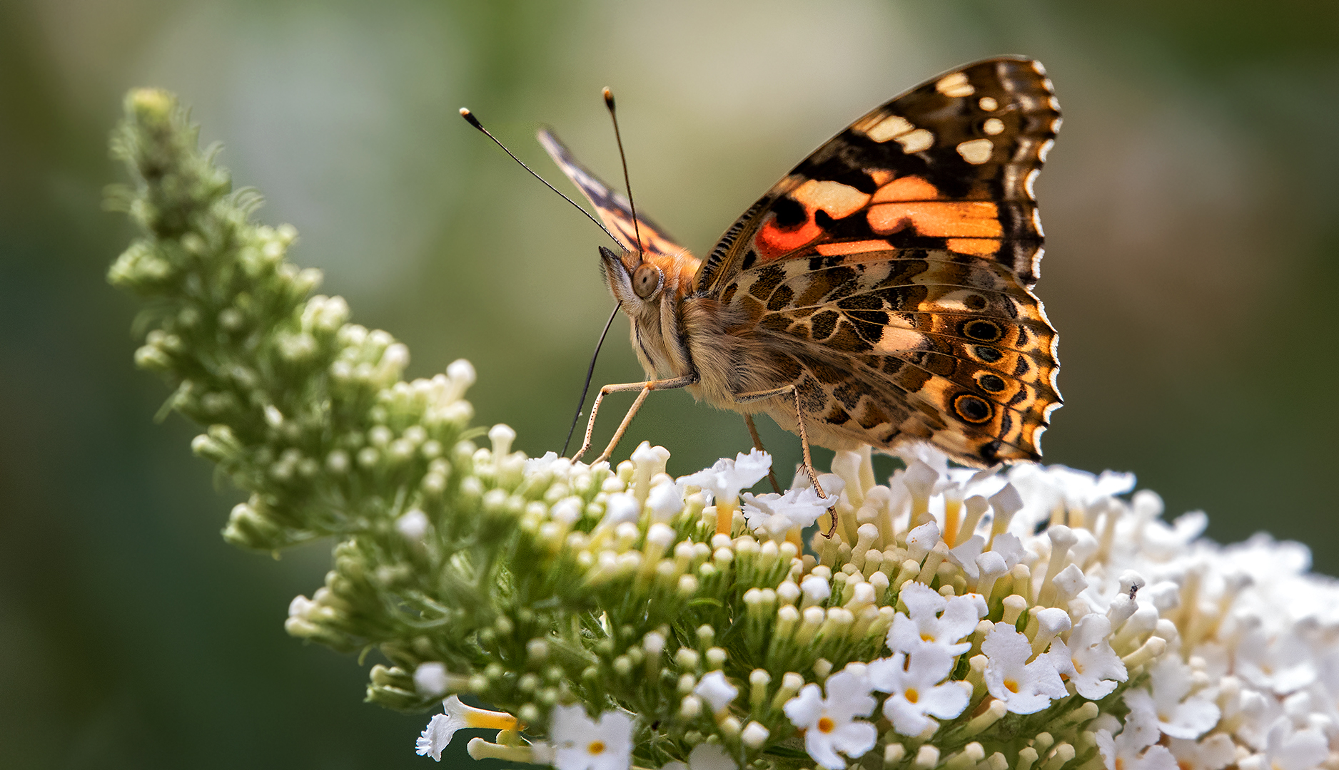 Distelfalter auf Sommerflieder 004