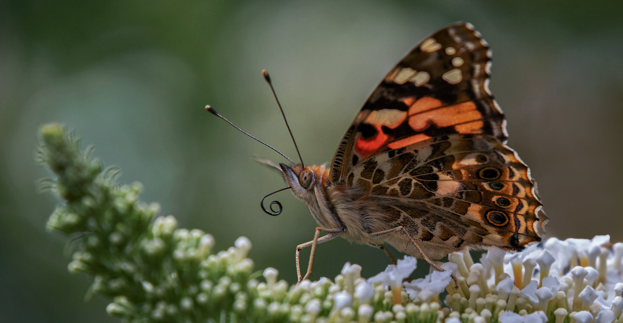 Distelfalter auf Sommerflieder 005b