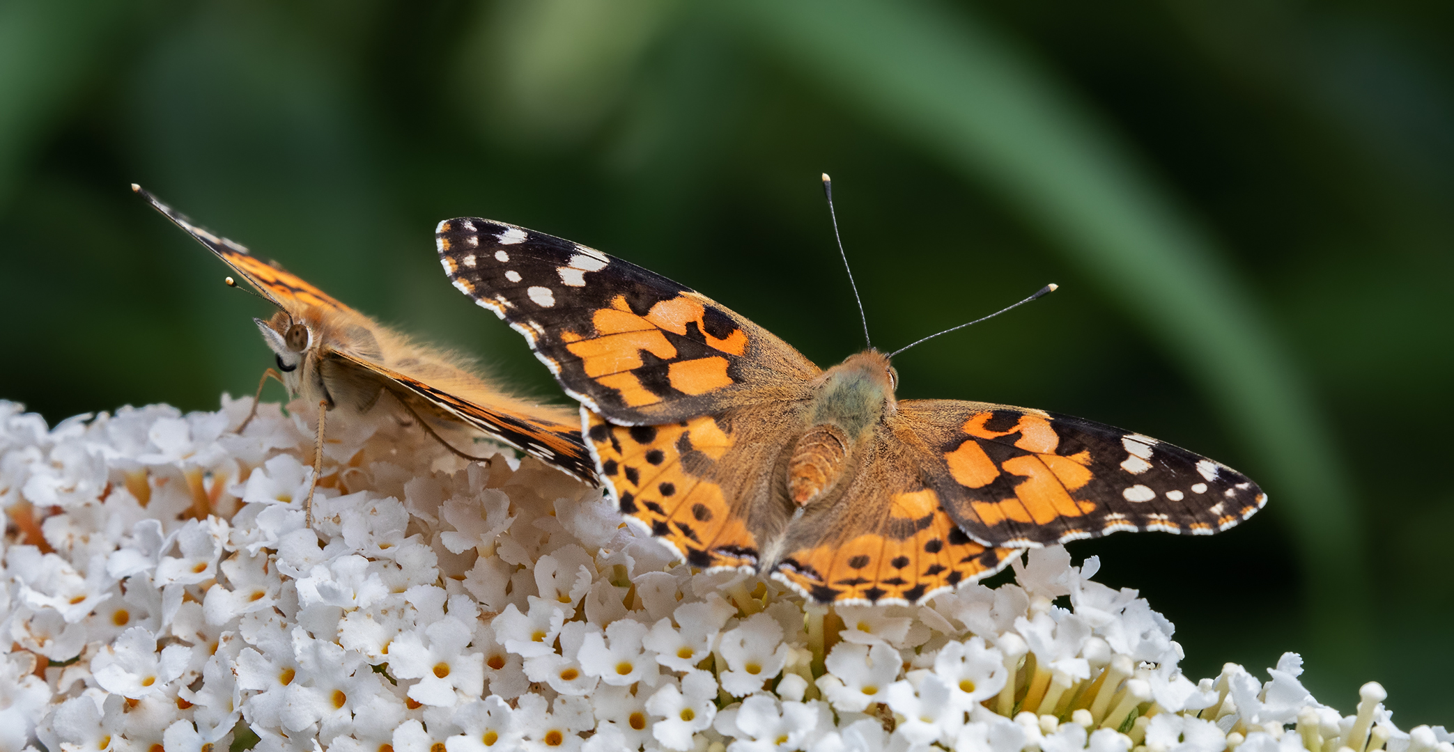 Distelfalter auf Sommerflieder 008a