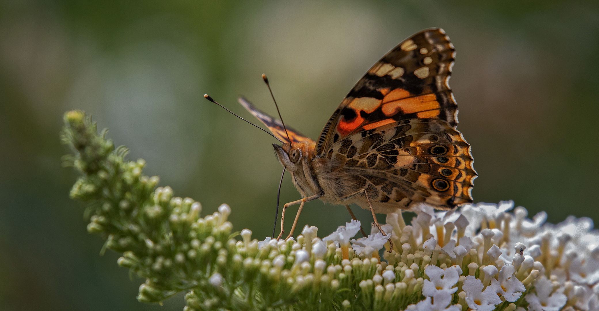 Distelfalter auf Sommerflieder 010a