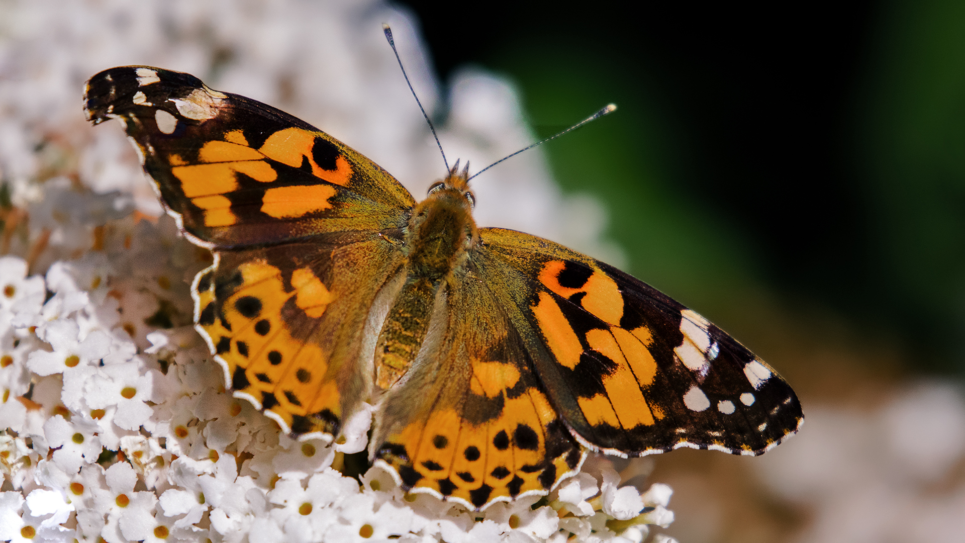 Distelfalter auf Sommerflieder 012