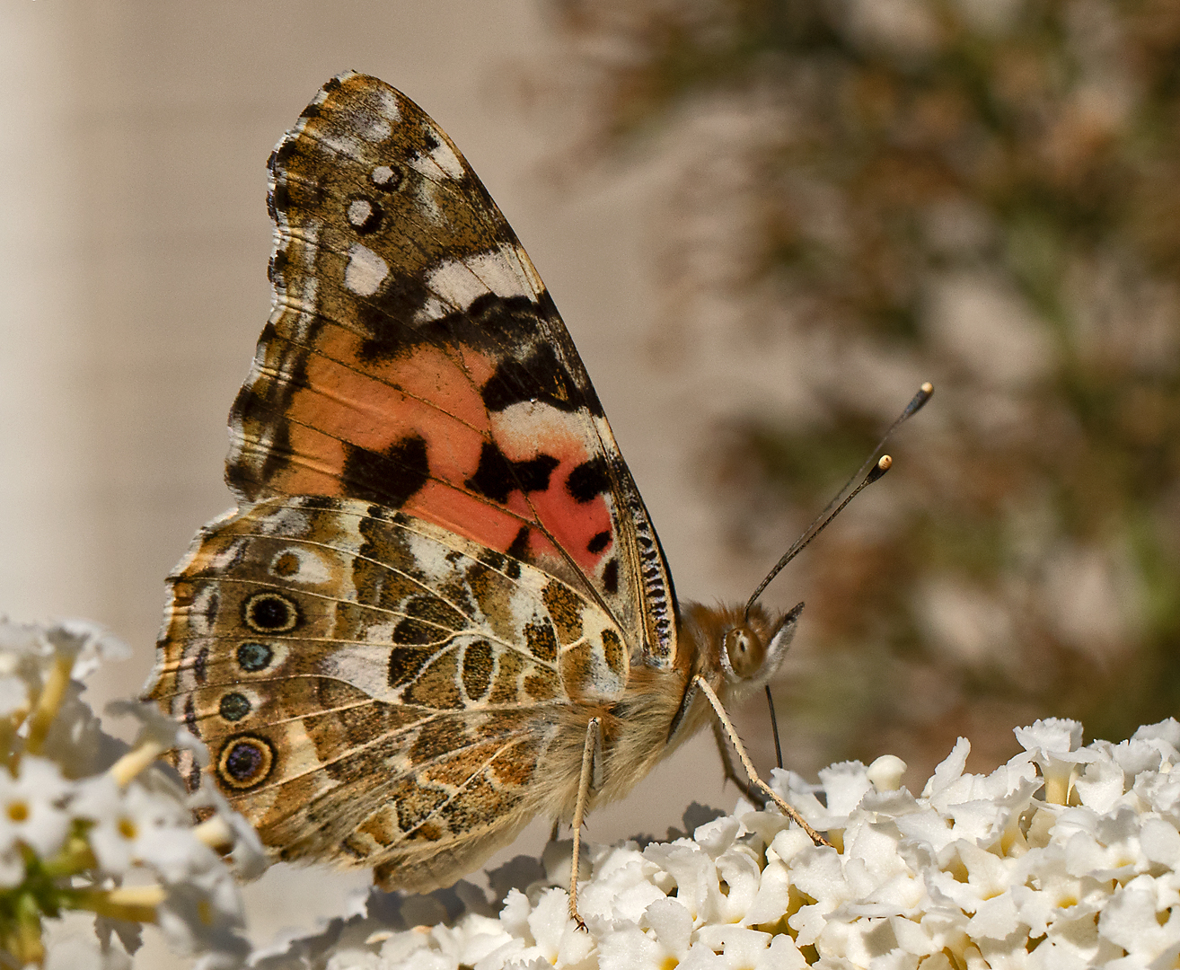 Distelfalter auf Sommerflieder