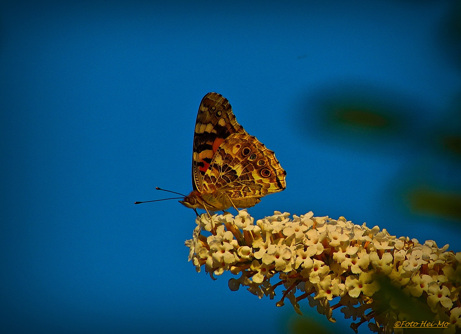 Distelfalter auf Sommerflieder