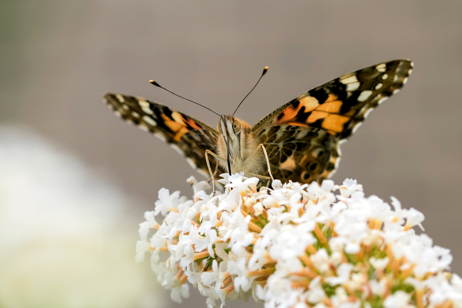 Distelfalter auf Sommerflieder