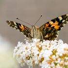 Distelfalter auf Sommerflieder