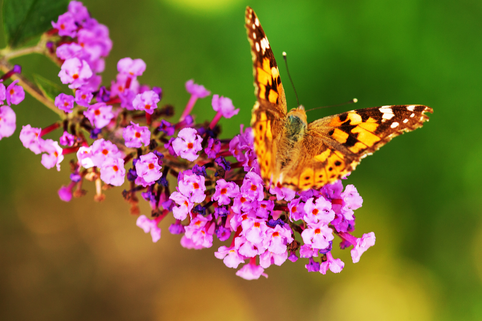 Distelfalter auf Sommerflieder