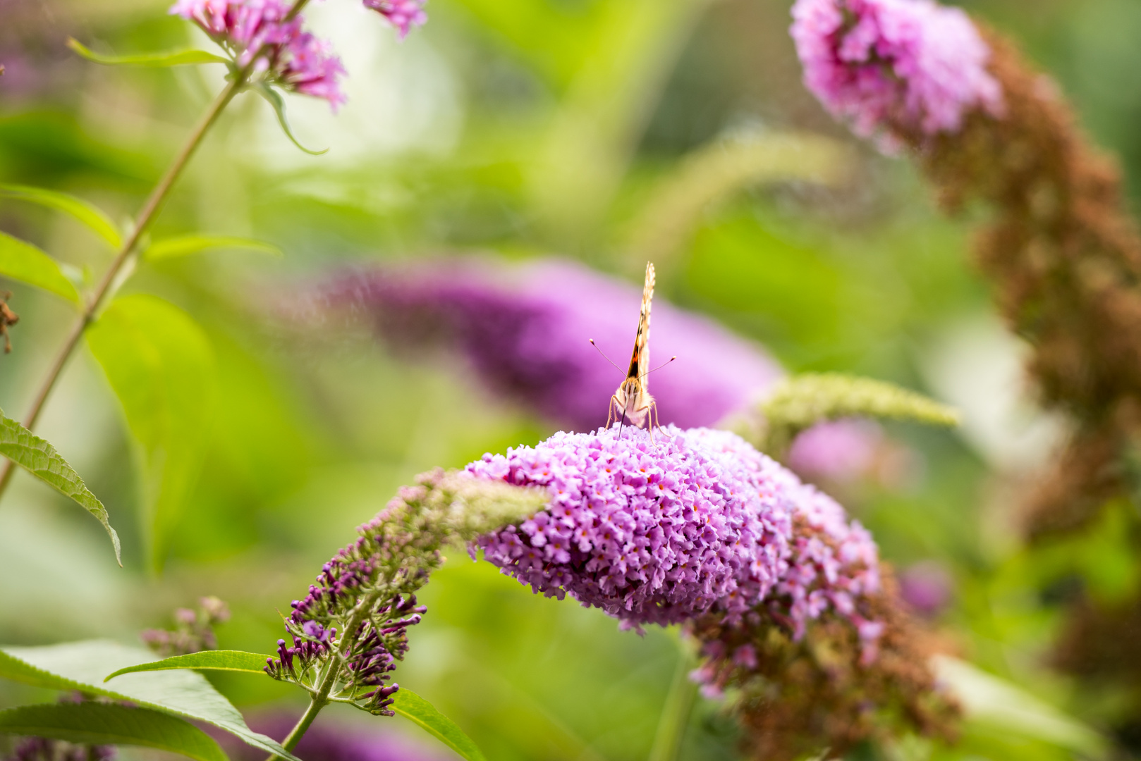 distelfalter auf sommerflieder.