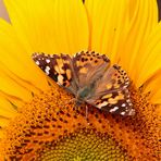 Distelfalter auf Sonnenblume