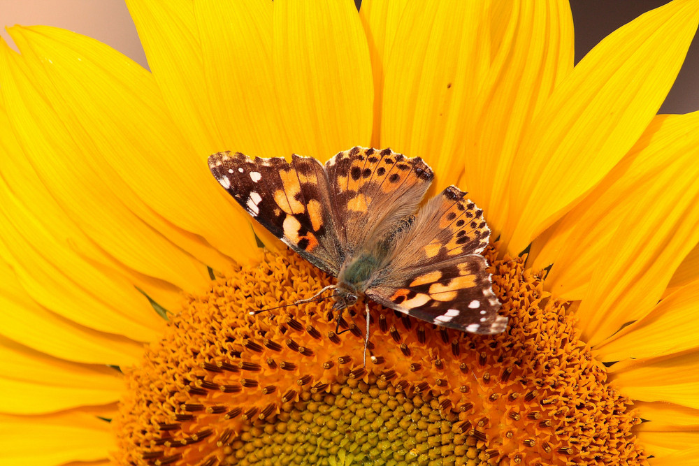 Distelfalter auf Sonnenblume