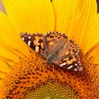 Distelfalter auf Sonnenblume