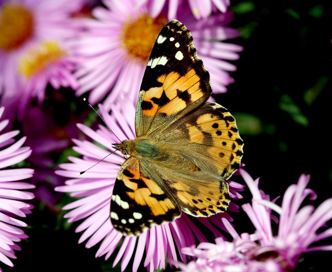 Distelfalter auf Staudenastern