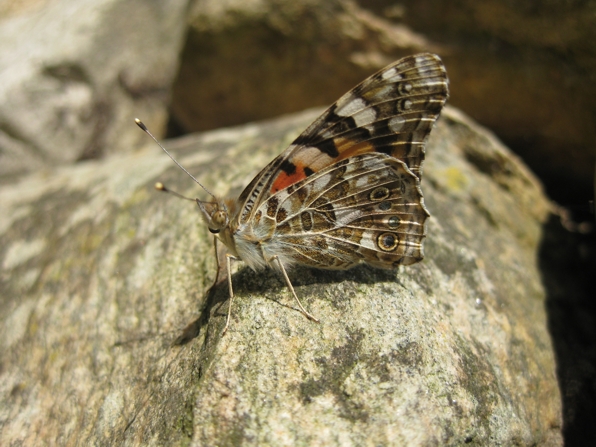 Distelfalter auf Stein