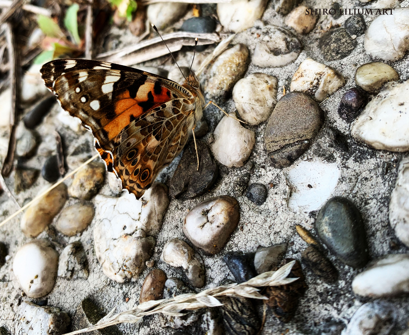 Distelfalter auf Steinboden