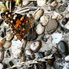 Distelfalter auf Steinboden