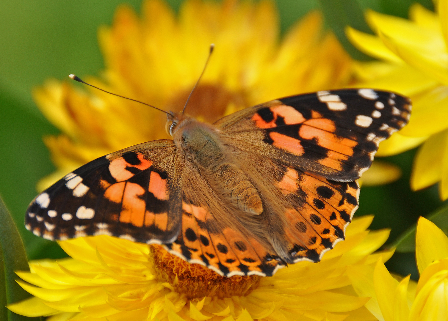 Distelfalter auf Strohblume