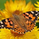 Distelfalter auf Strohblume