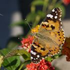 Distelfalter auf Wandelröschen