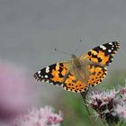 Distelfalter auf Wasserdost