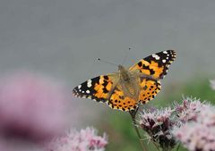 Distelfalter auf Wasserdost