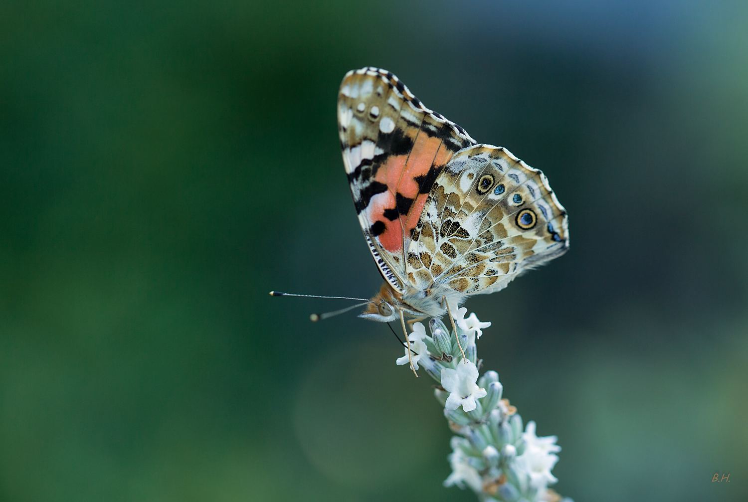 Distelfalter auf weißem Lavendel