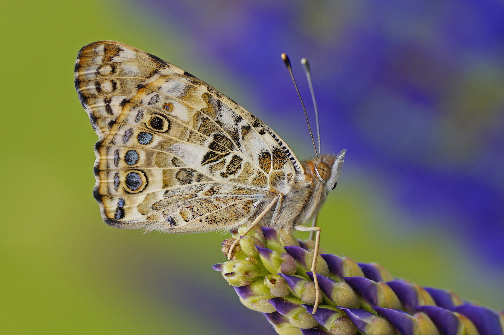 Distelfalter - Ausruhen auf der lila-blauen Lupinie