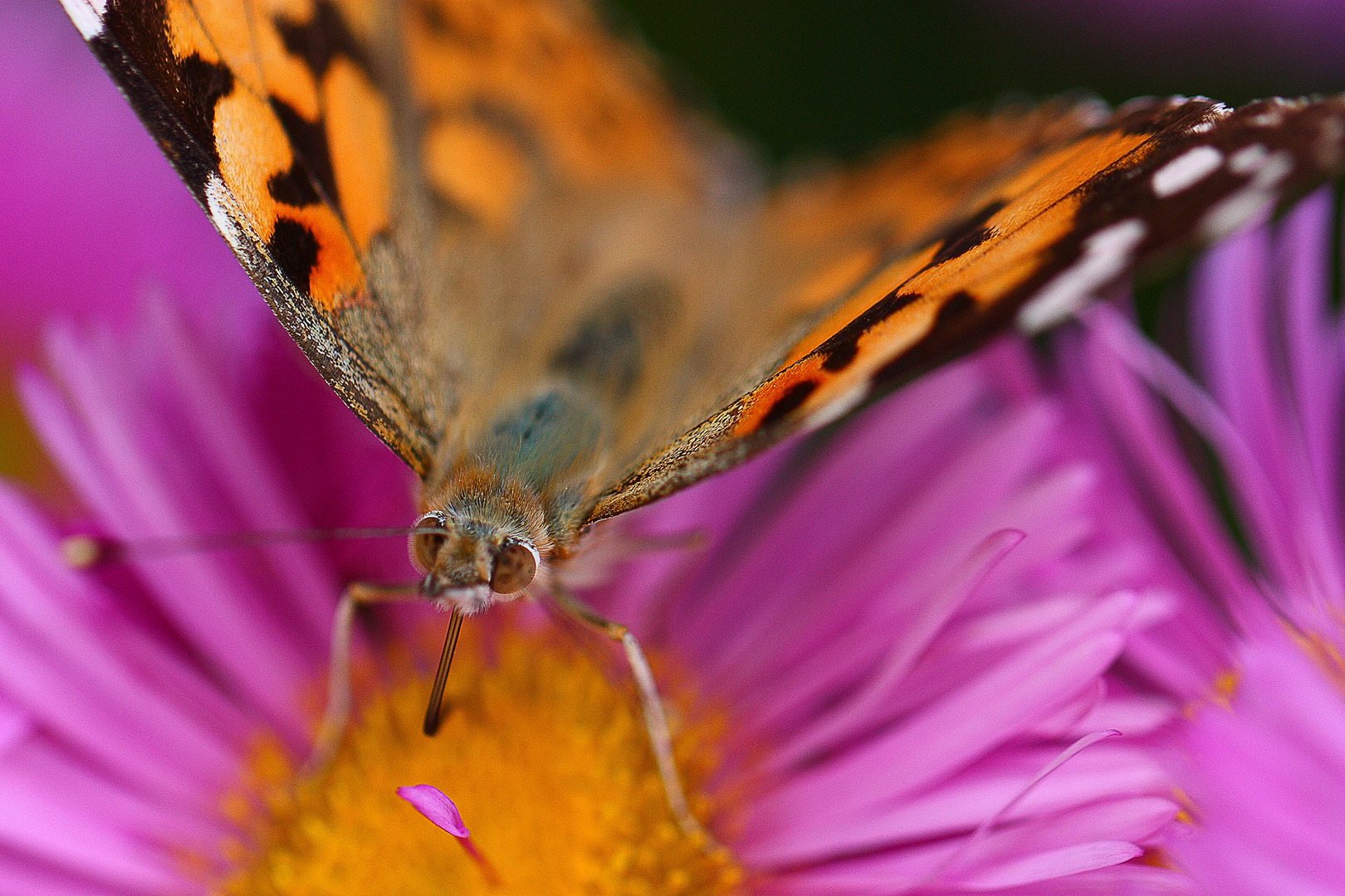 Distelfalter beim Buffet