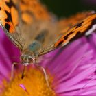 Distelfalter beim Buffet