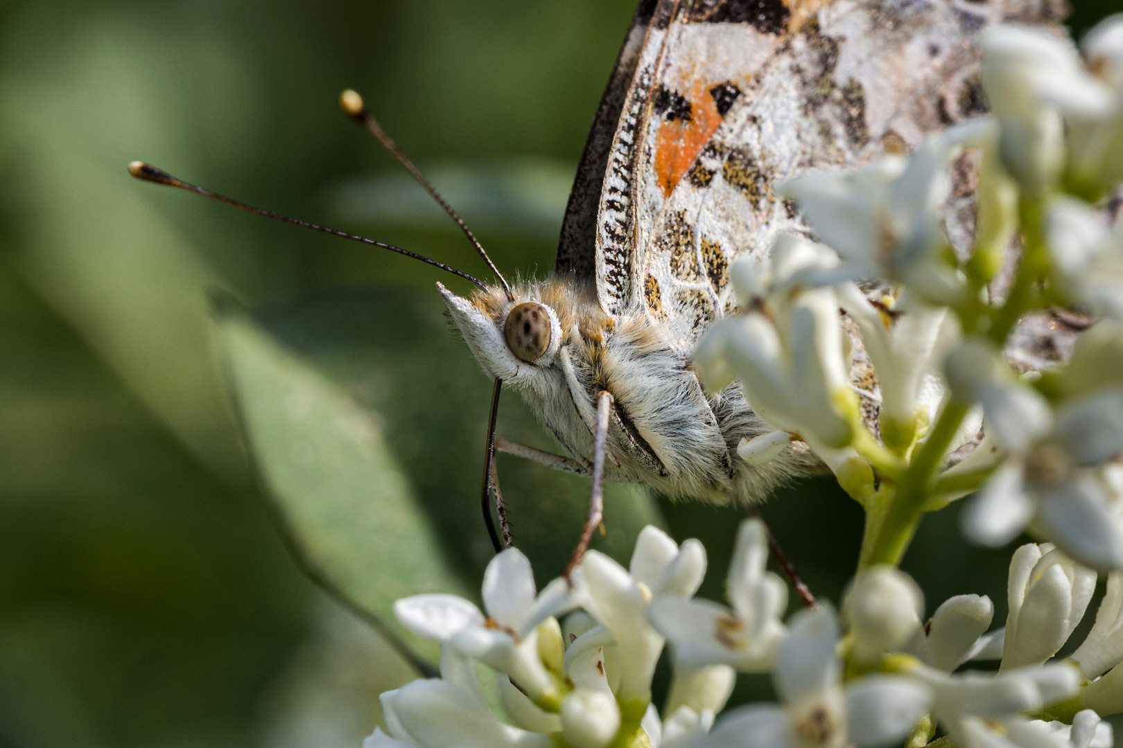 Distelfalter beim Mittagessen