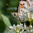 Distelfalter beim Mittagessen