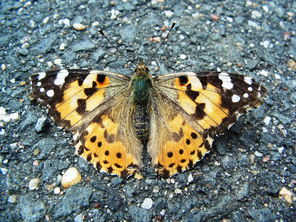 Distelfalter beim Sonnenbad auf der Burg Vogelsang / Eifel