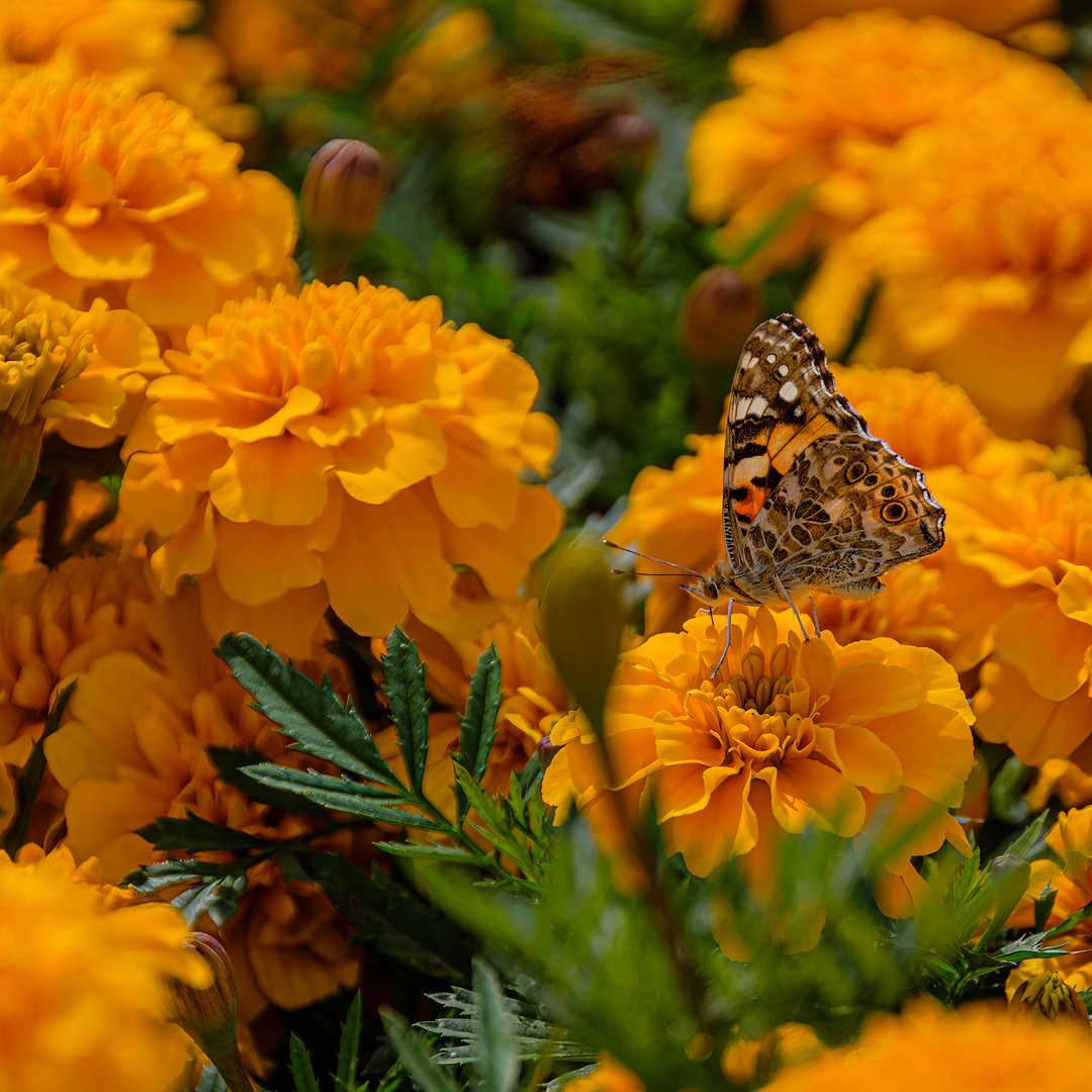 Distelfalter besucht Studentenblumen / Painted lady visiting African marigolds