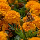 Distelfalter besucht Studentenblumen / Painted lady visiting African marigolds