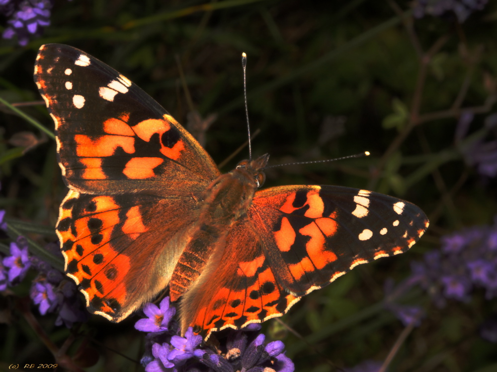 Distelfalter (Cynthia cardui)