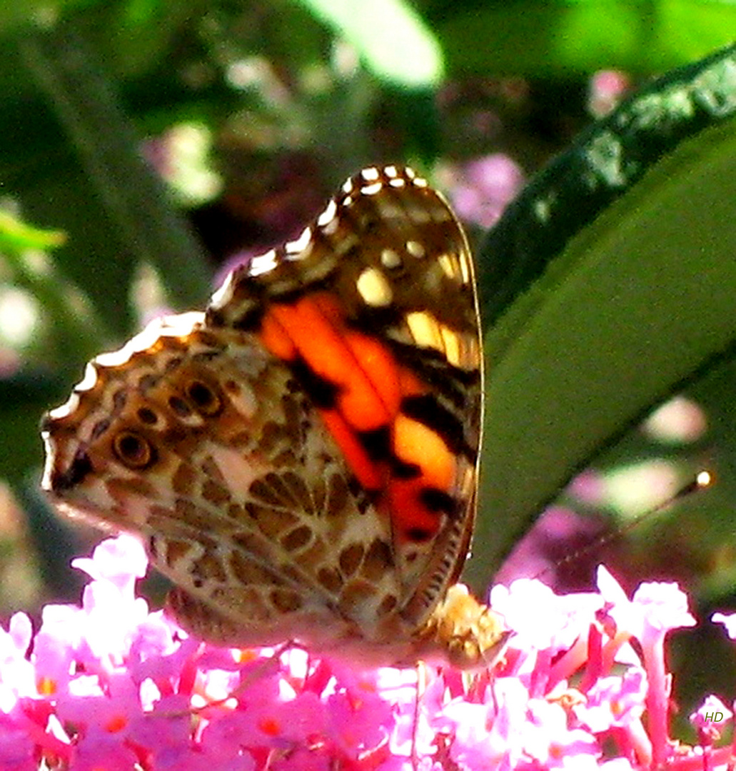 Distelfalter (Cynthia cardui)