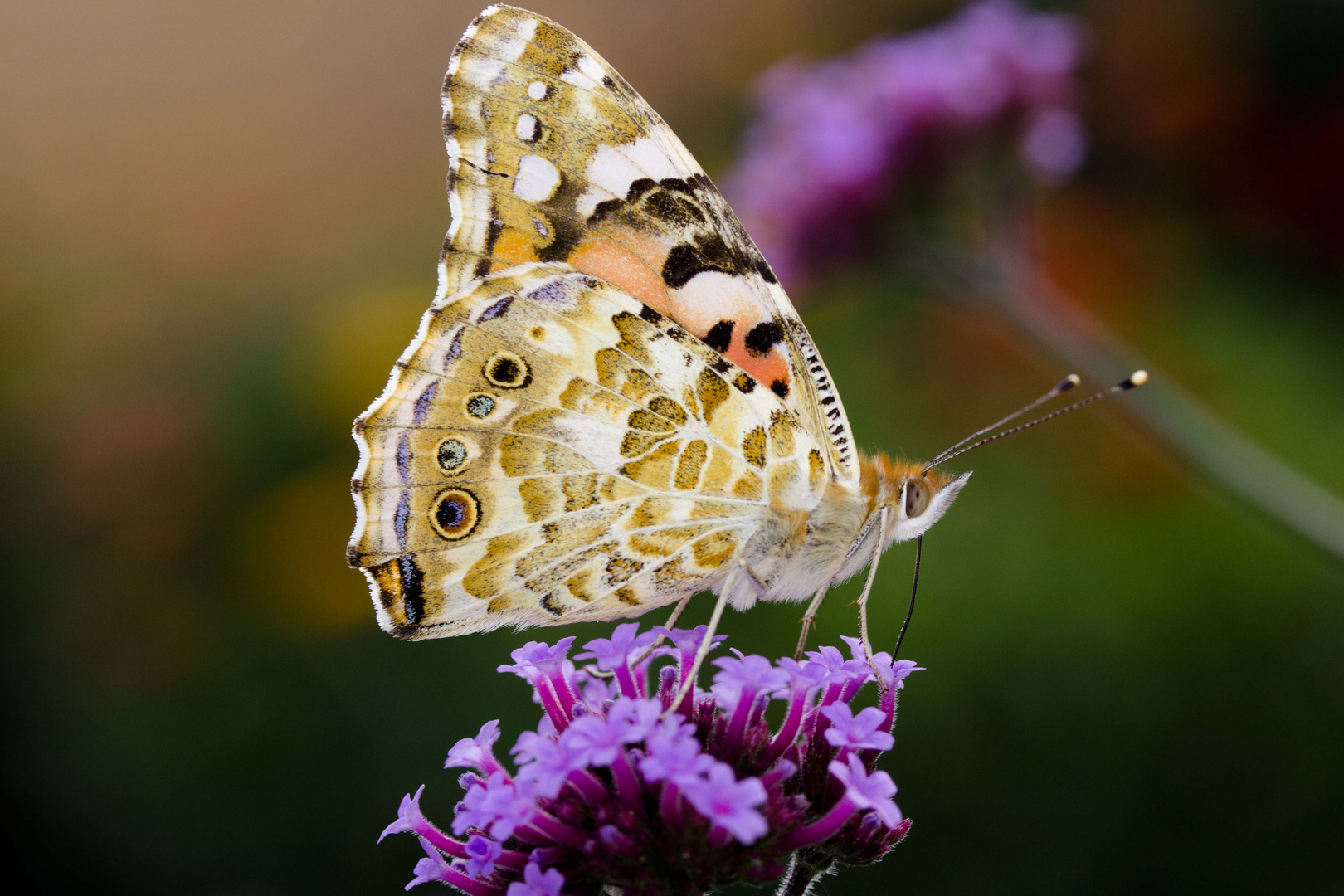 Distelfalter (Cyntia cardui)