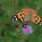 Distelfalter (Distelfalter (Vanessa cardui)