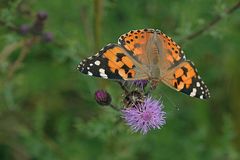 Distelfalter (Distelfalter (Vanessa cardui)