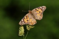 Distelfalter