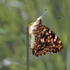 Distelfalter