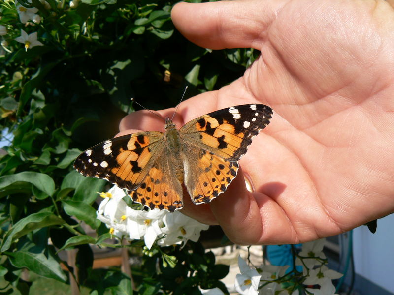 Distelfalter, handzahm