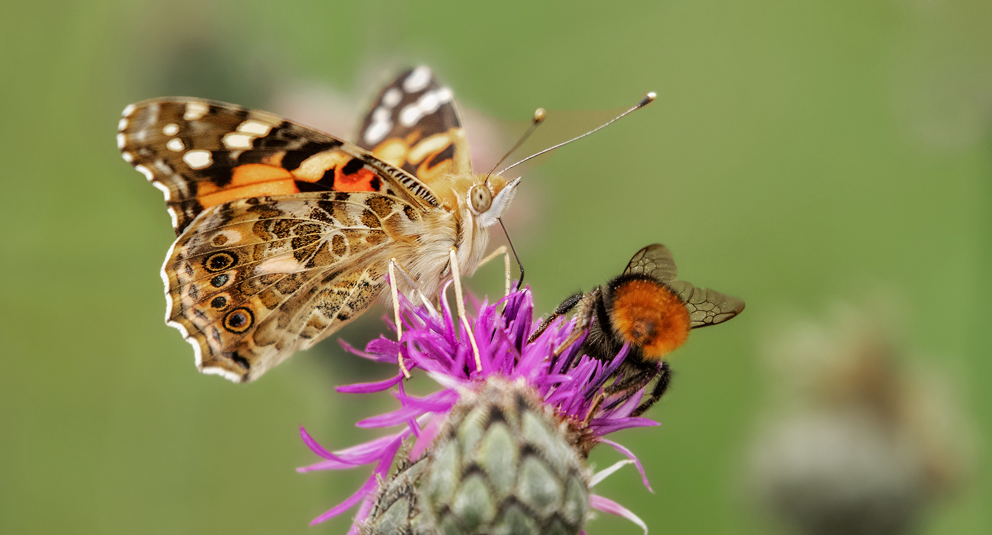 Distelfalter Hummel auf Distel 002a 